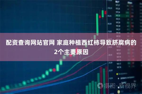 配资查询网站官网 家庭种植西红柿导致脐腐病的2个主要原因